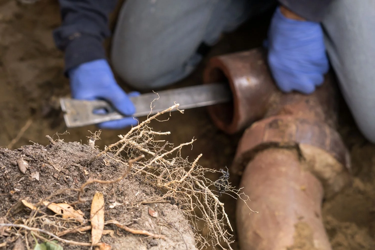 Tree Roots in a Sewer Line